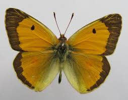 Attēlu rezultāti vaicājumam “Colias croceus underside”