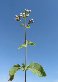 Image result for Ageratum conyzoides