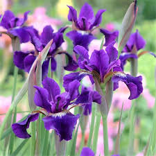 Attēlu rezultāti vaicājumam “Iris sibirica flower”