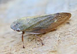 Attēlu rezultāti vaicājumam “Aphrophoridae”