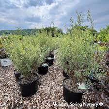 Attēlu rezultāti vaicājumam “Salix purpurea”