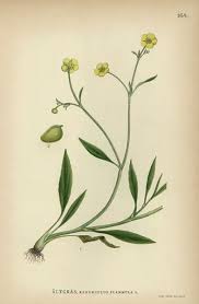 Attēlu rezultāti vaicājumam “Ranunculus flammula”