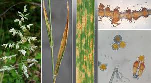 Attēlu rezultāti vaicājumam “Puccinia coronata”