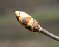 Attēlu rezultāti vaicājumam “Aesculus flava bud”