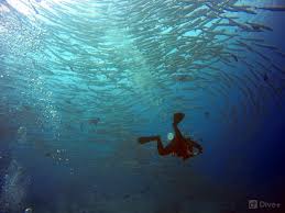 Image result for Tornado Divers