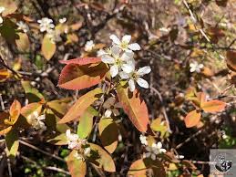 Attēlu rezultāti vaicājumam “Amelanchier spicata flower”