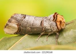 Attēlu rezultāti vaicājumam “Phalera bucephala”