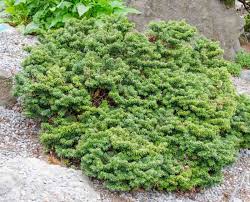 Attēlu rezultāti vaicājumam “Abies balsamea”