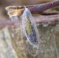 Real Social Dynamics Blog: ..........Just Chillin' Here In this Cocoon