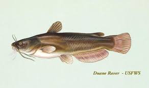 Image result for Ameiurus catus