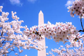 Image result for "cherry blossom" washington