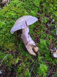 Attēlu rezultāti vaicājumam “Lepista sp.”