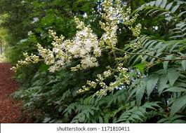 Attēlu rezultāti vaicājumam “Sorbaria sorbifolia bud”