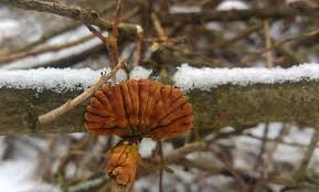 Attēlu rezultāti vaicājumam “Hypocreopsis lichenoides”