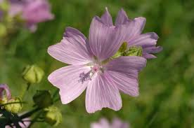 Image result for Malve