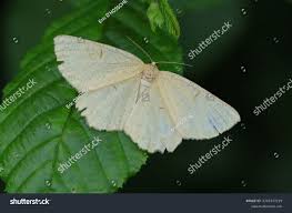 Attēlu rezultāti vaicājumam “Angerona prunaria”