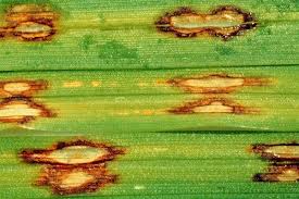 Attēlu rezultāti vaicājumam “Diderma ochraceum spores”