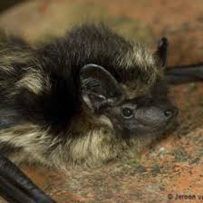 Attēlu rezultāti vaicājumam “Eptesicus nilssonii”