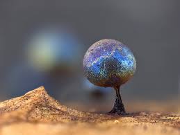 Attēlu rezultāti vaicājumam “Lamproderma pulchellum macro”