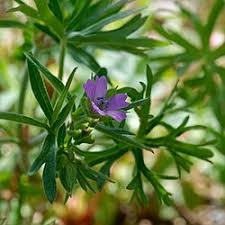 Attēlu rezultāti vaicājumam “Geranium dissectum flower”