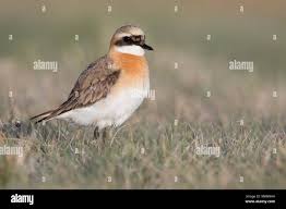 Image result for Charadrius mongolus