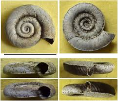 Attēlu rezultāti vaicājumam “Planorbis planorbis”