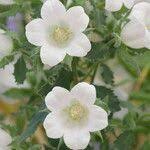 Image result for Campanula formanekiana