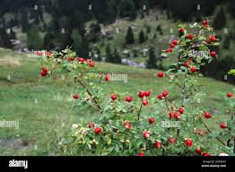 Attēlu rezultāti vaicājumam “Rosa villosa fruit”