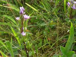 Attēlu rezultāti vaicājumam “Gentianella campestris”