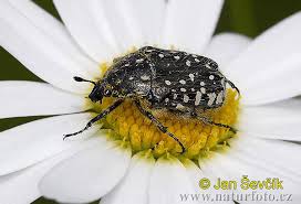 Attēlu rezultāti vaicājumam “Oxythyrea funesta”