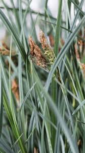 Attēlu rezultāti vaicājumam “Carex panicea”