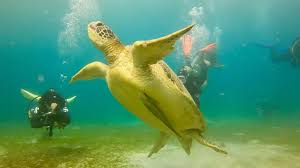 Image result for Underwater Adventures