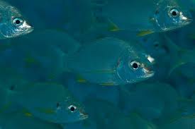 Image result for Pomadasys incisus