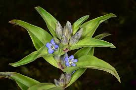 Attēlu rezultāti vaicājumam “Gentiana cruciata flower”