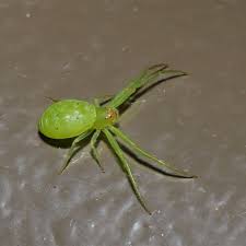 Attēlu rezultāti vaicājumam “Thomisidae”