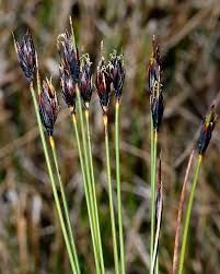 Attēlu rezultāti vaicājumam “Schoenus ferrugineus flower”