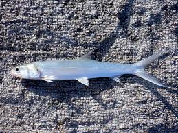 Image result for Elops saurus