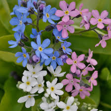 Image result for Myosotis sylvatica