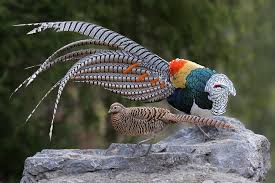 Image result for Chrysolophus amherstiae