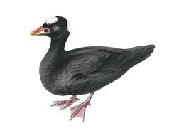 Image result for Melanitta perspicillata