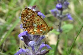 Attēlu rezultāti vaicājumam “Boloria eunomia upperside”