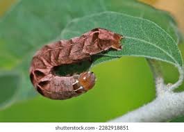 Attēlu rezultāti vaicājumam “Melanchra persicariae”