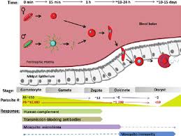 Attēlu rezultāti vaicājumam “undetermined plasmodium”