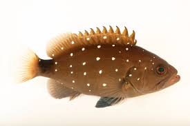 Image result for Hyporthodus niveatus