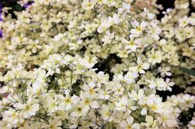 Attēlu rezultāti vaicājumam “Gypsophila fastigiata flower”