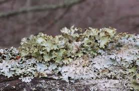 Attēlu rezultāti vaicājumam “Platismatia glauca”