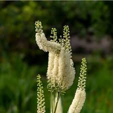 Image result for Silberkerze