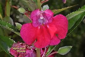 Image result for Impatiens balsamina