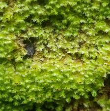 Attēlu rezultāti vaicājumam “Scapania apiculata”