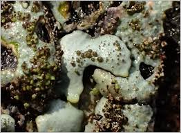 Attēlu rezultāti vaicājumam “Parmelina tiliacea”